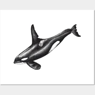 Orca killer whale ink drawing Posters and Art